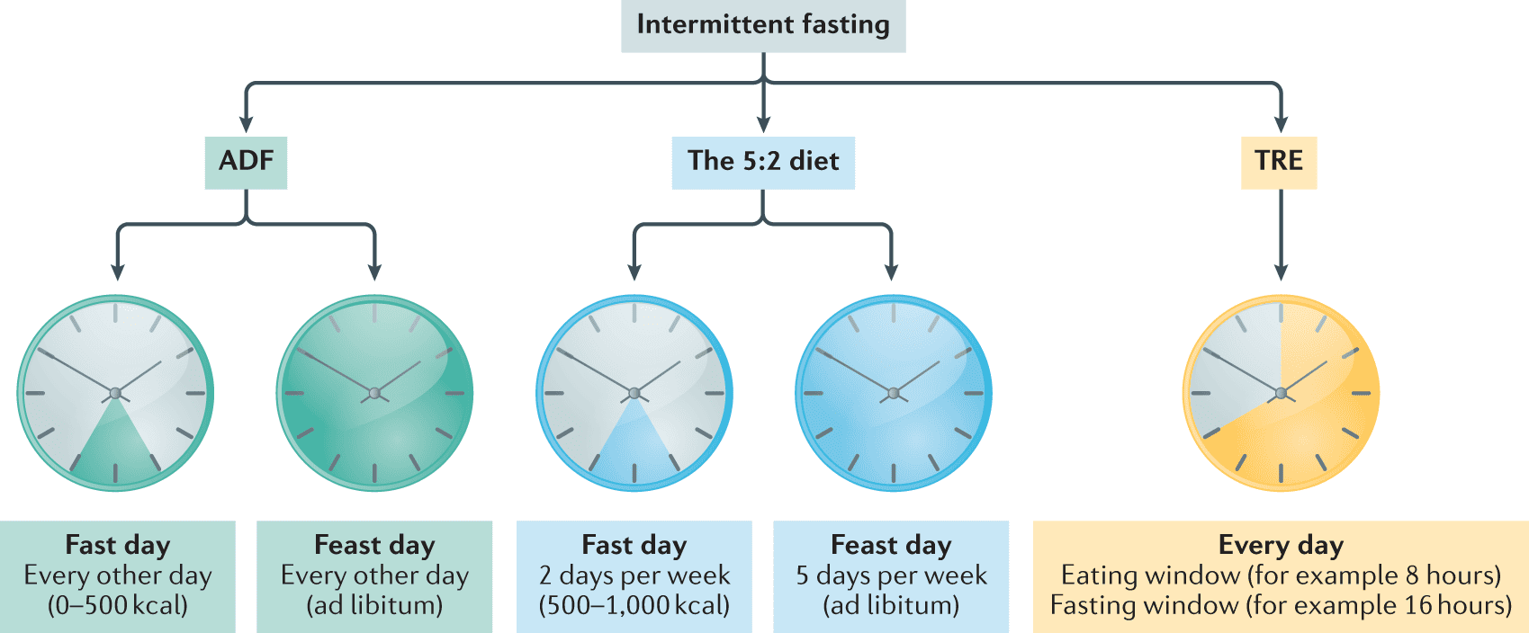 Exploring the Positive Effects of Intermittent Fasting